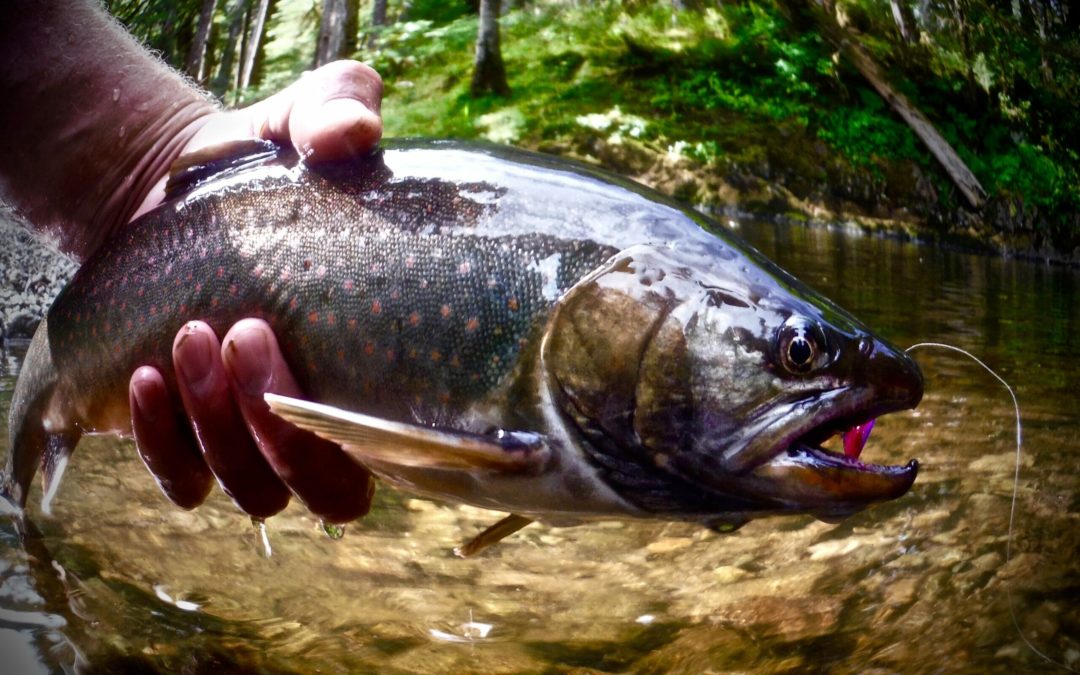 Four areas where a new administration can help trout and salmon
