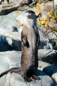 river otter standing