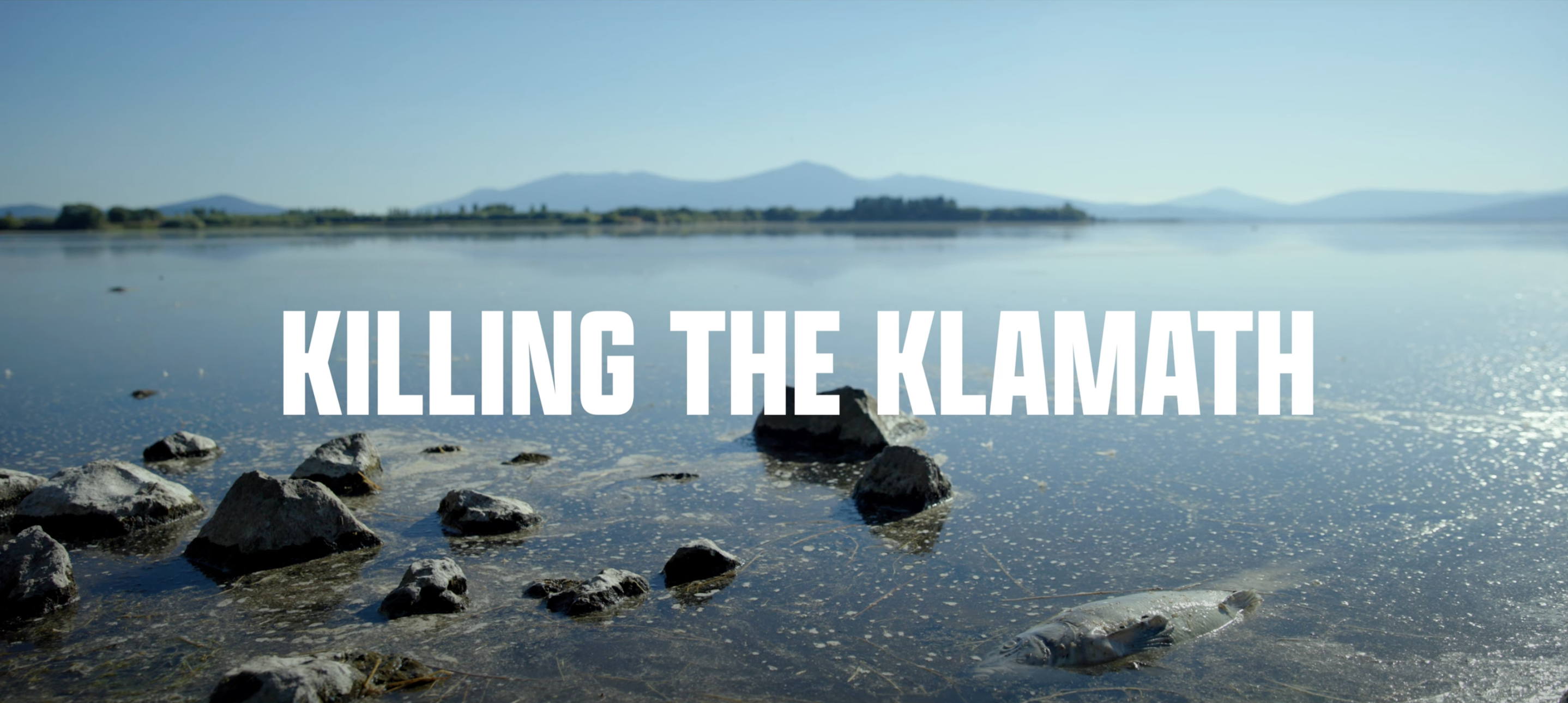 dead fish in polluted Klamath River water