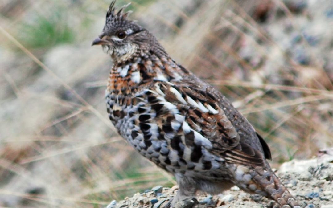 Wildlife in the Upper Similkameen Valley, WA