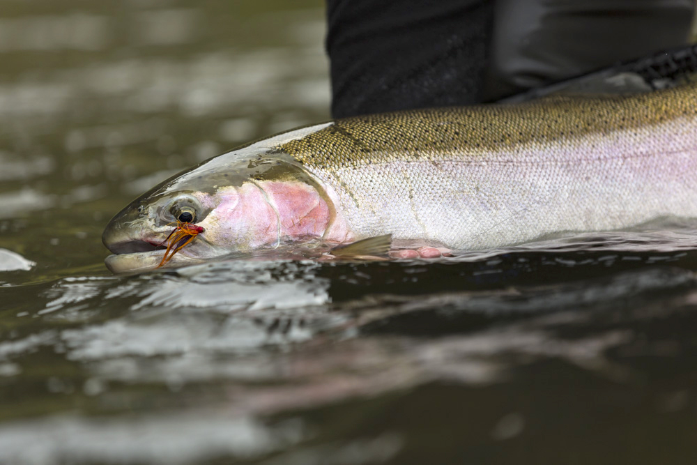 Snake River salmon and steelhead remain on the brink
