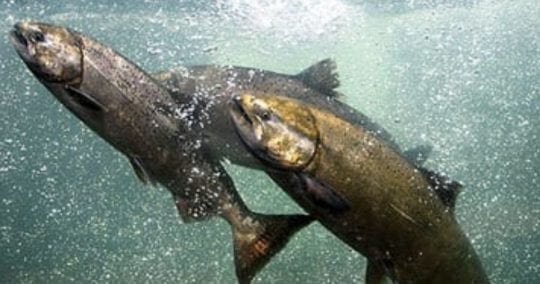 Klamath Salmon Now Listed On California Endangered Species List