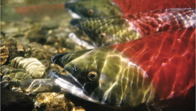 Sockeye Salmon | Photo: Save Our Salmon
