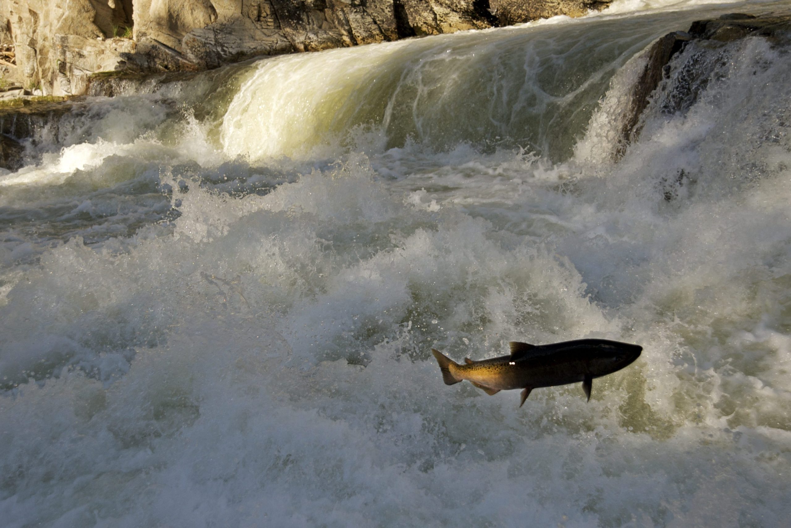 Chinook Salmon jumping at Dagger Falls, Idaho 