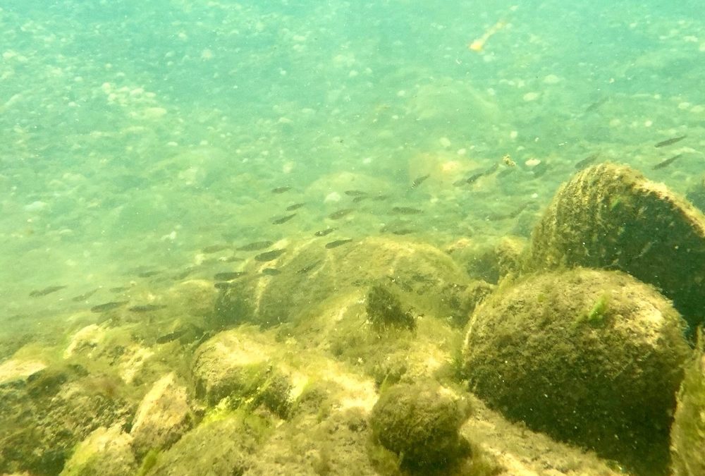 Rising River Temps Imperil Threatened Salmon