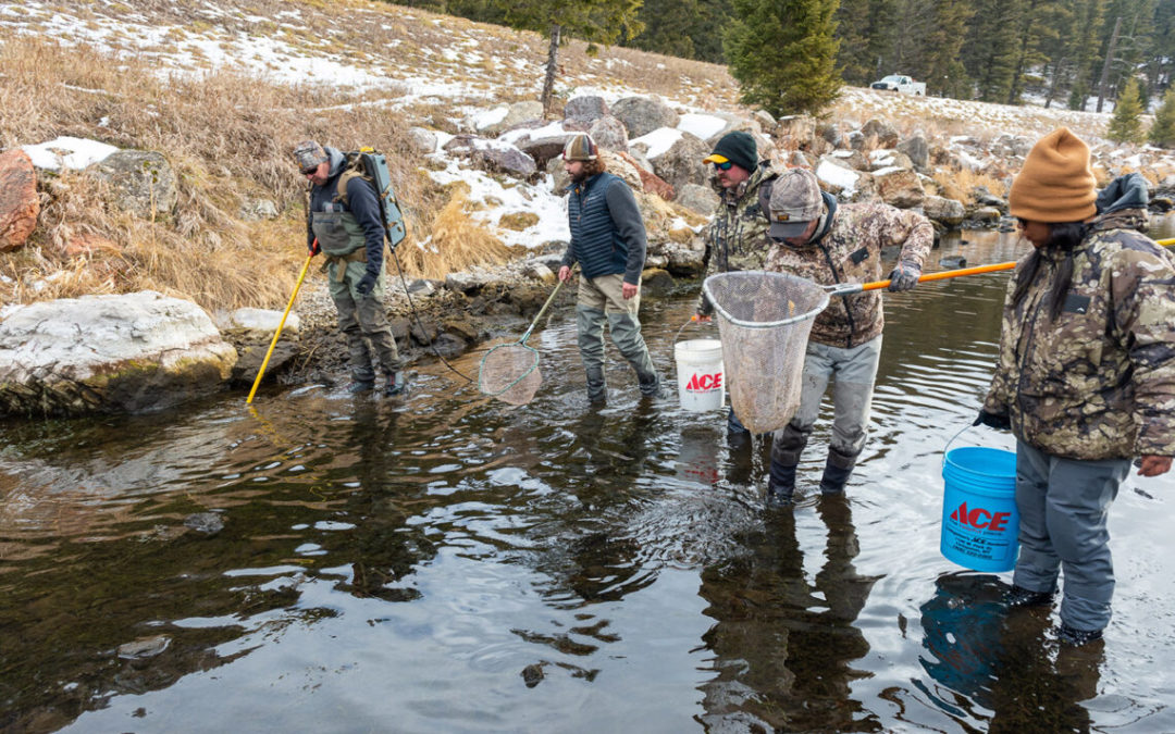 Update from the Madison River: Anglers rally to save trout
