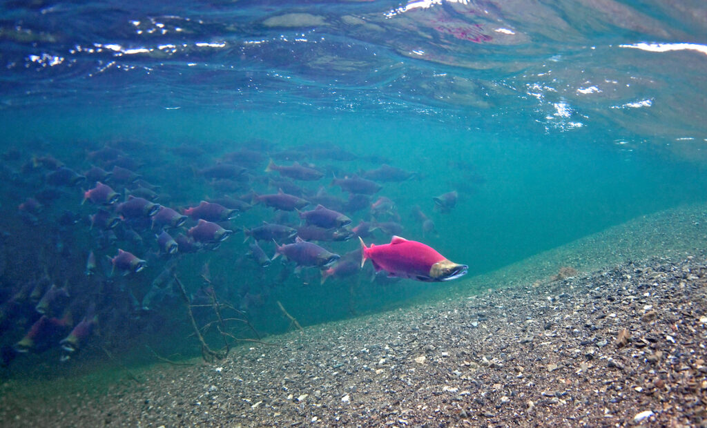 Sockeye salmon in Lake Illiamna, AK | Photo by Pat Clayton