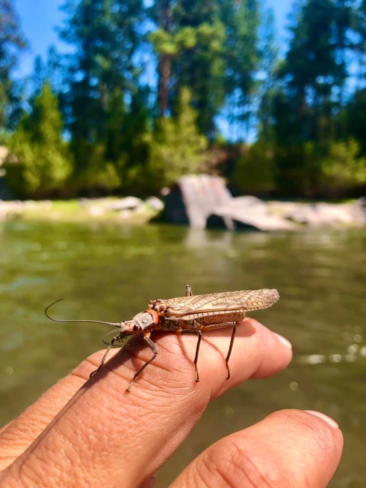 River insect lands on Tyrel Fenner's fingers while he floats down the Blackfoot River