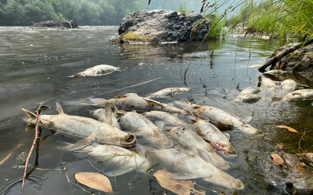 Klamath River Devastated by Wildfire-Related Fish Kill