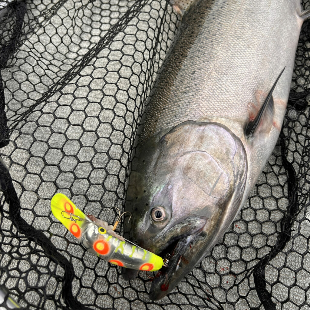 A dead salmon lays in a net with a lure in it's mouth