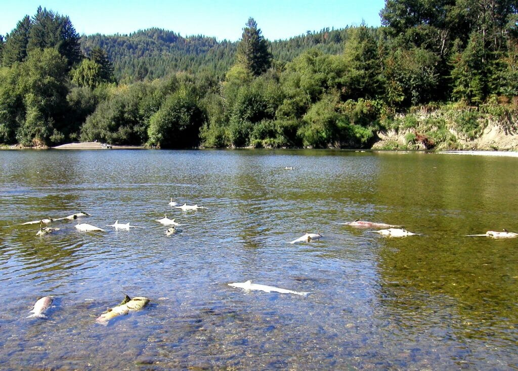 A dozen dead salmon float in a river