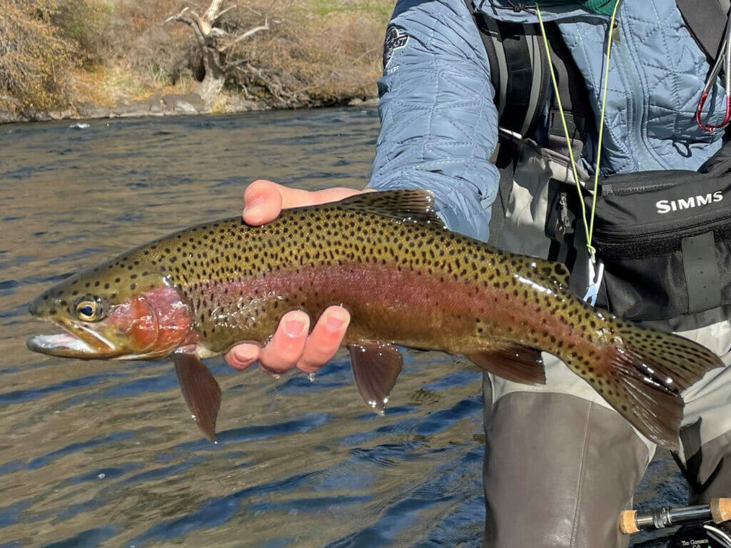 Man holds a trout next to a river