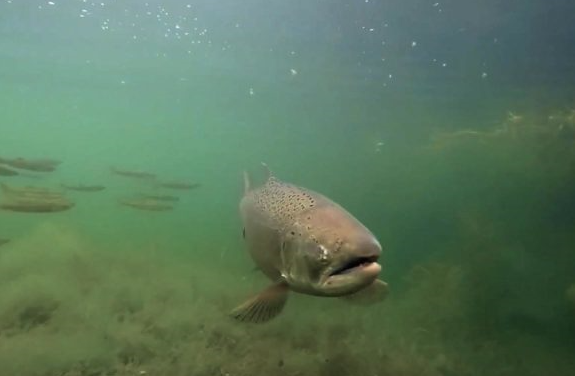 Salmon Return Numbers: October Rush