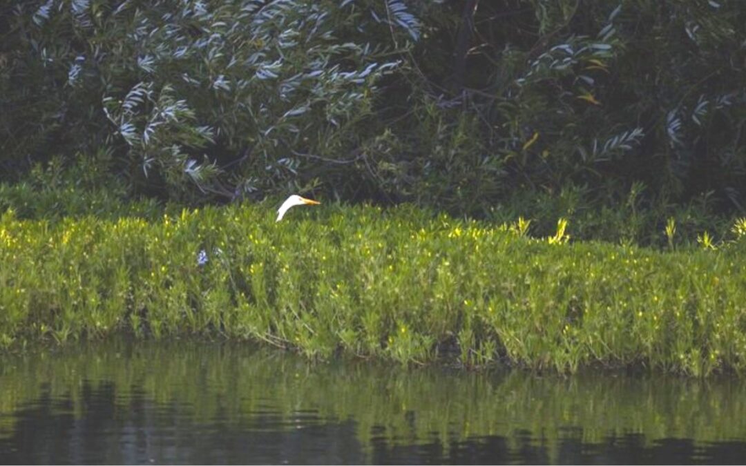 Water rights hearing for Delta Conveyance Project continues: update for September 2025 