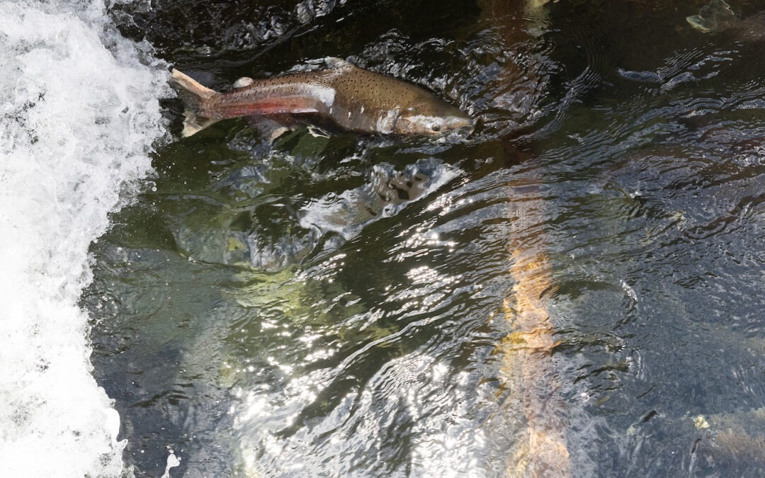 How fish ladders work – and why some do not